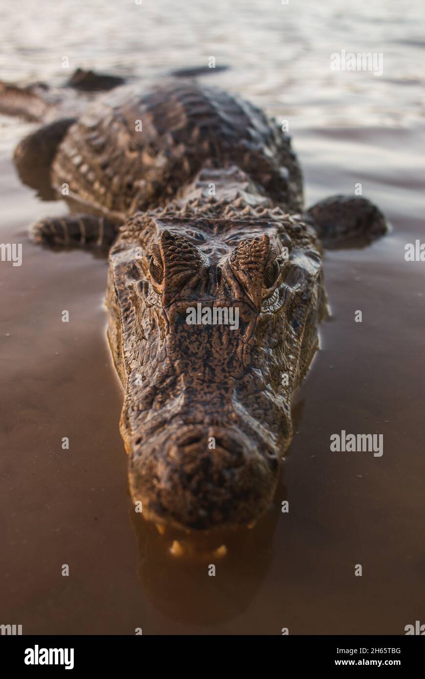 Closeup caimani sorridendo mentre galleggia in acqua Foto Stock
