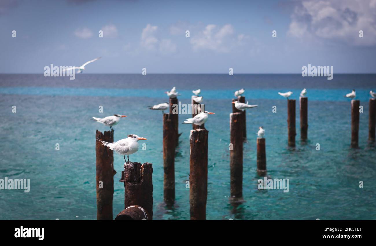 Royal Terns (Thalasseus maximus) arroccato su un vecchio molo rotto Foto Stock