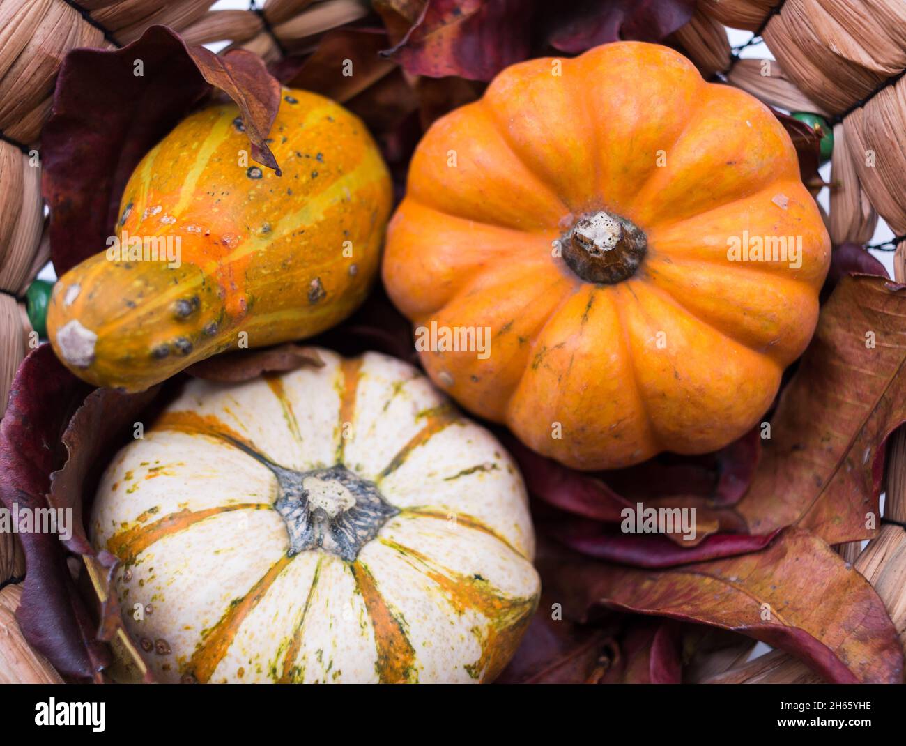 Autunno zucca autunno, mini zucca, zapallo in cestino con foglie cadute Foto Stock