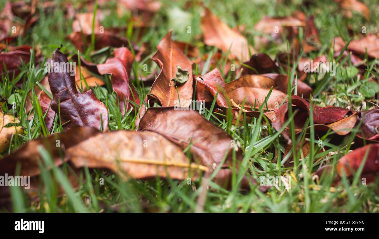 Sfondo di foglie rustiche marroni caduti che posano nell'erba Foto Stock