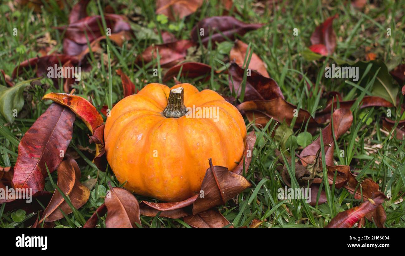 Mini zucca su uno sfondo di foglie cadute in autunno Foto Stock