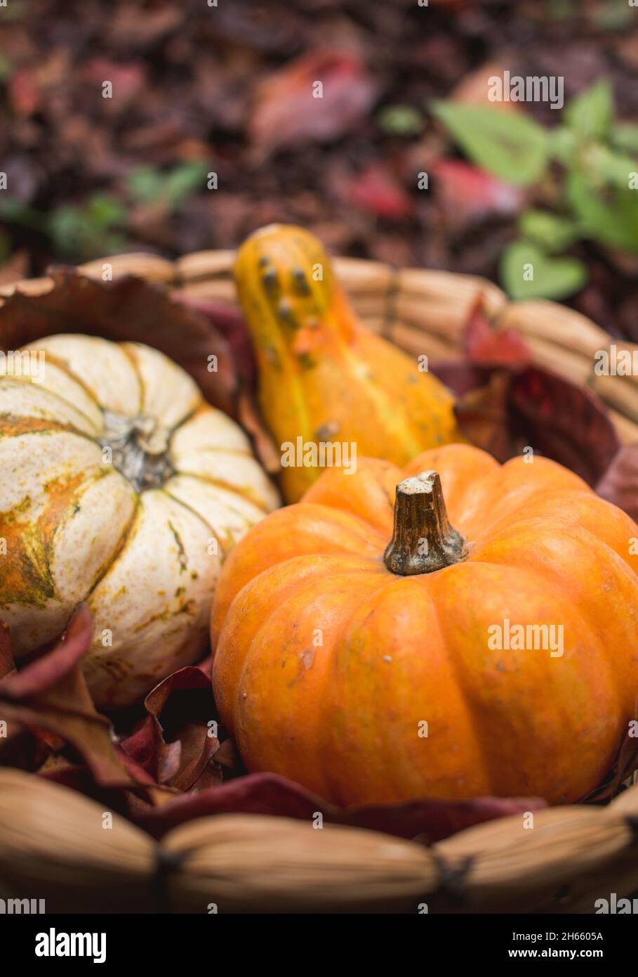 Autunno zucca autunno, mini zucca, zapallo in cestino con foglie cadute Foto Stock