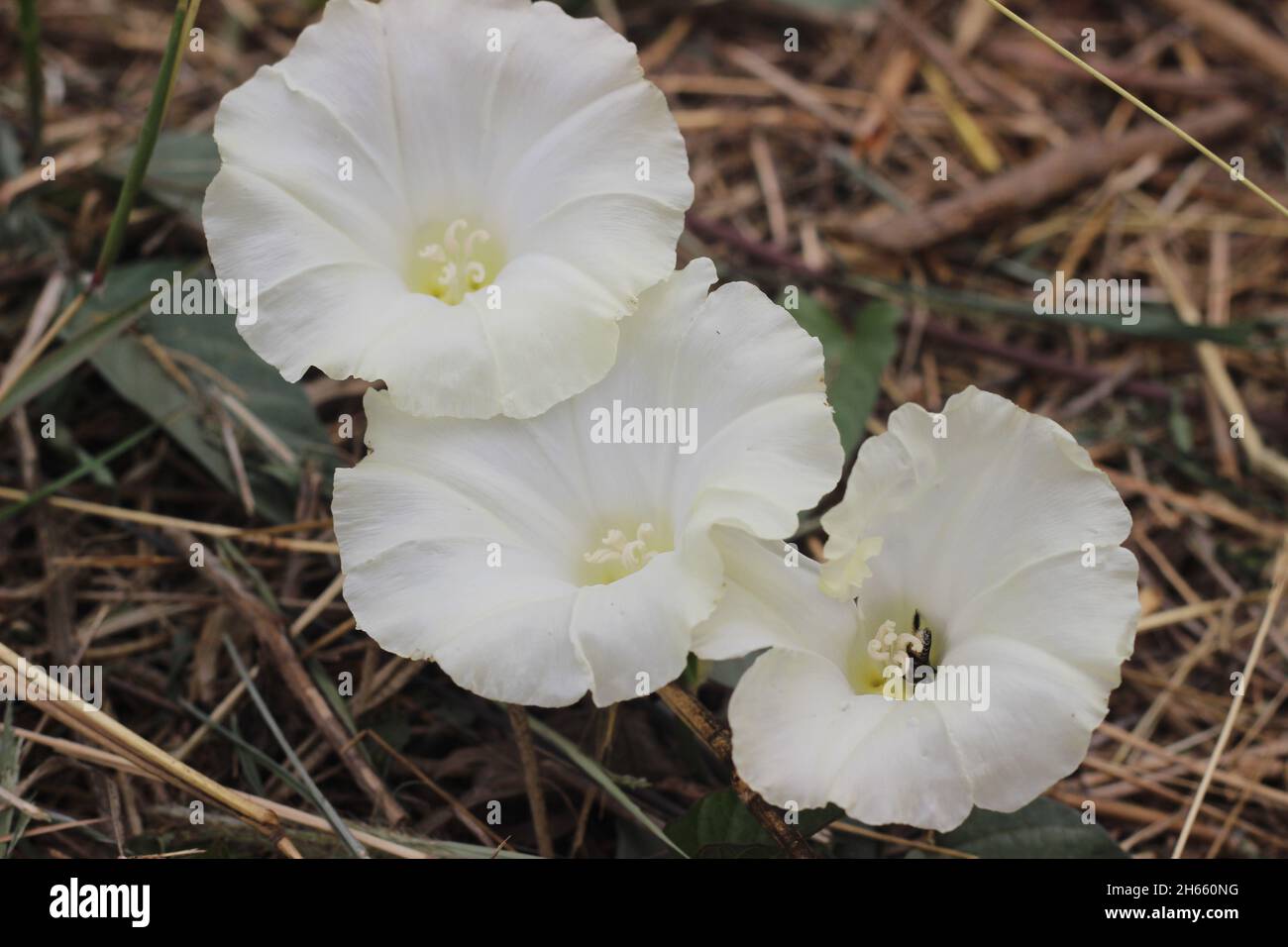 Fiori bianchi di campo bindweed o Convolvulus arvensis. Un prato comune e il paesaggio erbaccia con bei fiori bianchi Foto Stock