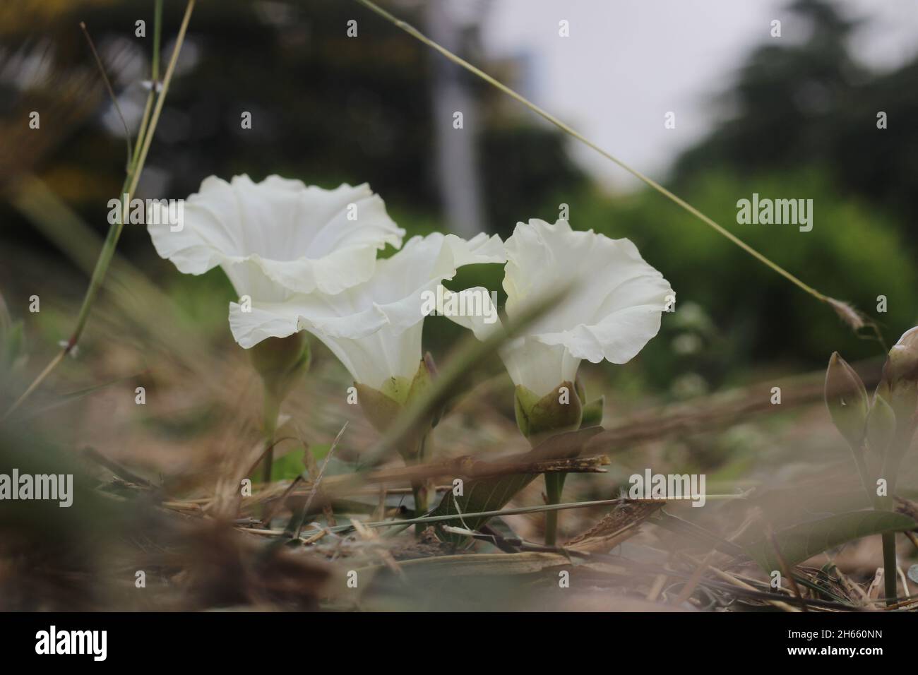 Fiori bianchi di campo bindweed o Convolvulus arvensis. Un prato comune e il paesaggio erbaccia con bei fiori bianchi Foto Stock