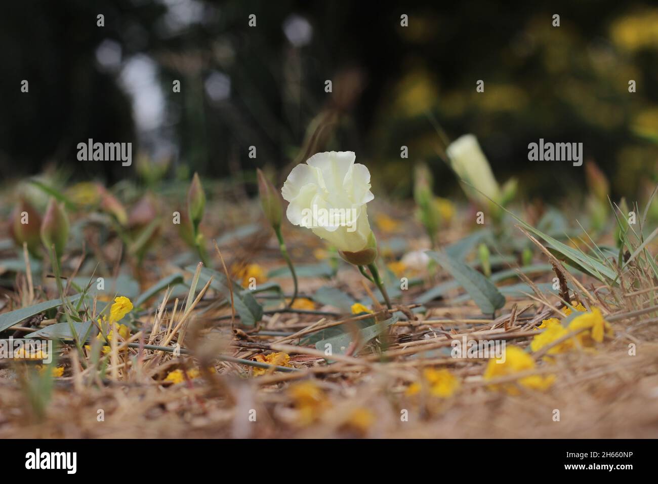 Germogli e fiori bianchi fiorenti di campo bindweed o Convolvulus arvensis. Un prato comune e il paesaggio erbaccia con bei fiori bianchi Foto Stock