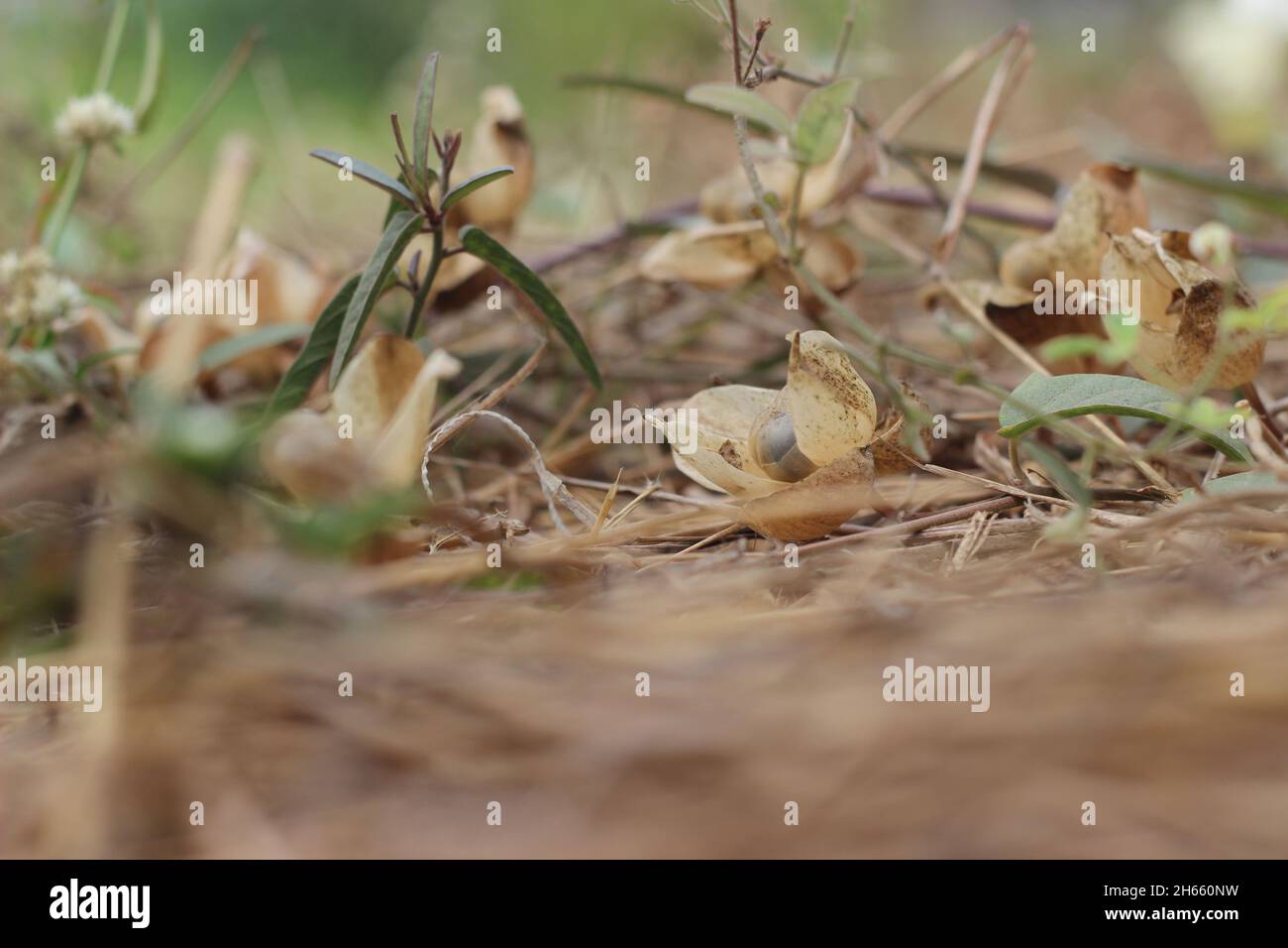 Semi di piante infestate o di Convolvulus arvensis. Un prato comune e il paesaggio erbaccia con bei fiori bianchi Foto Stock