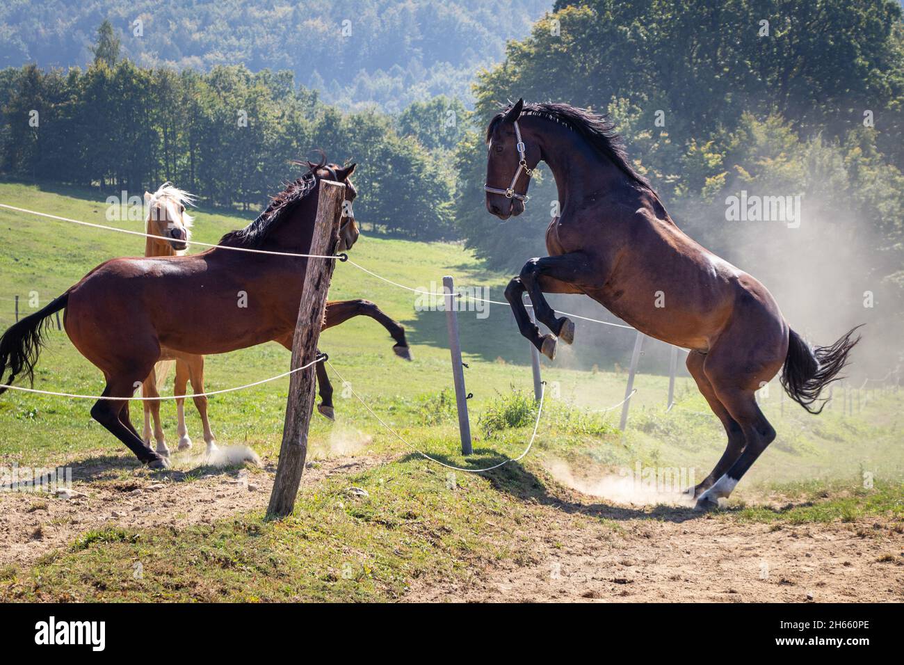 Stallone che si alza all'aperto. Mandria di cavalli che combattono sul pascolo. Comportamento degli animali tra animali domestici Foto Stock