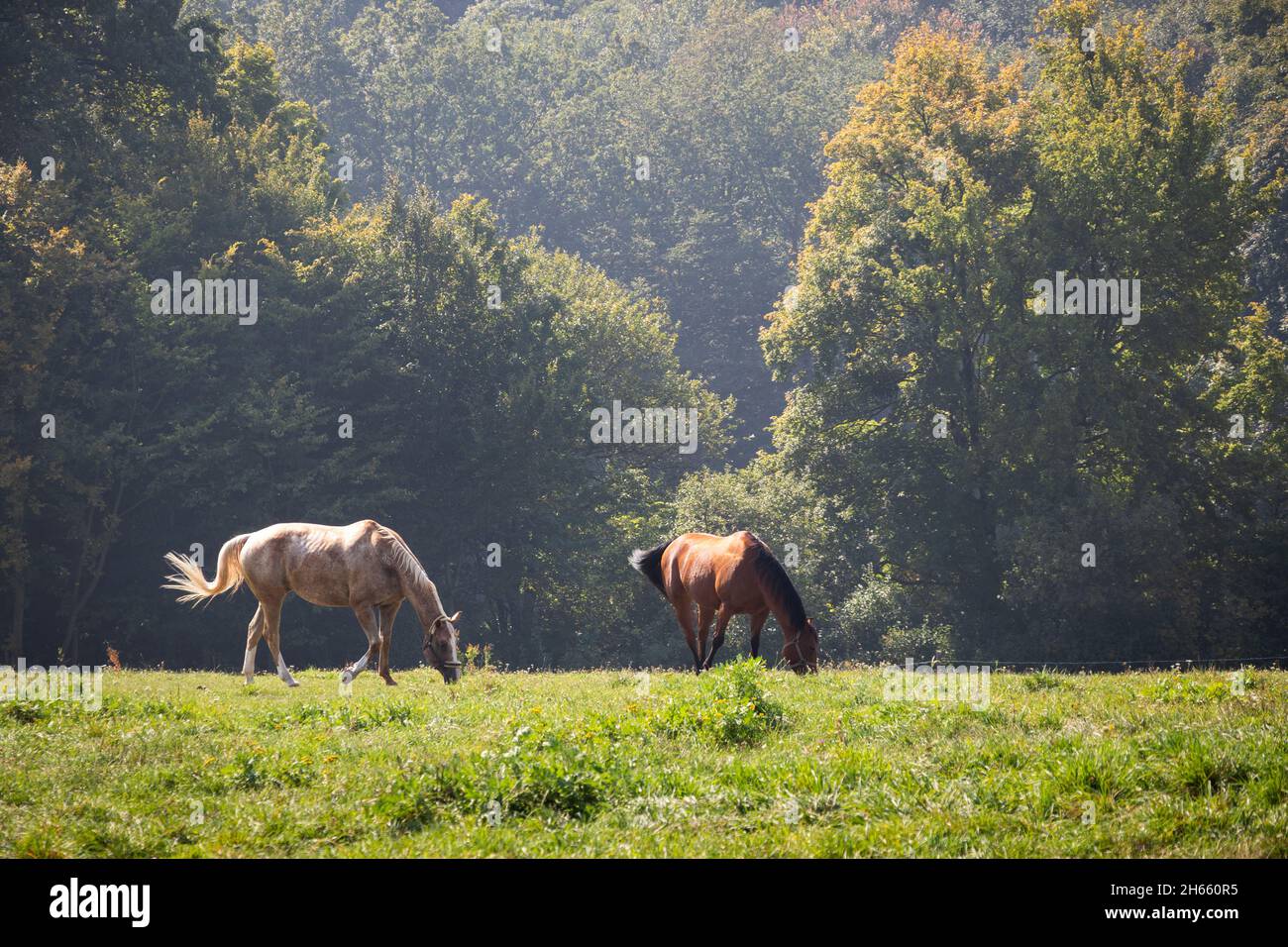Due cavalli che pascolo su pascolo. Cavallo di purosangue in fattoria. Bestiame scena rurale. Animali domestici Foto Stock