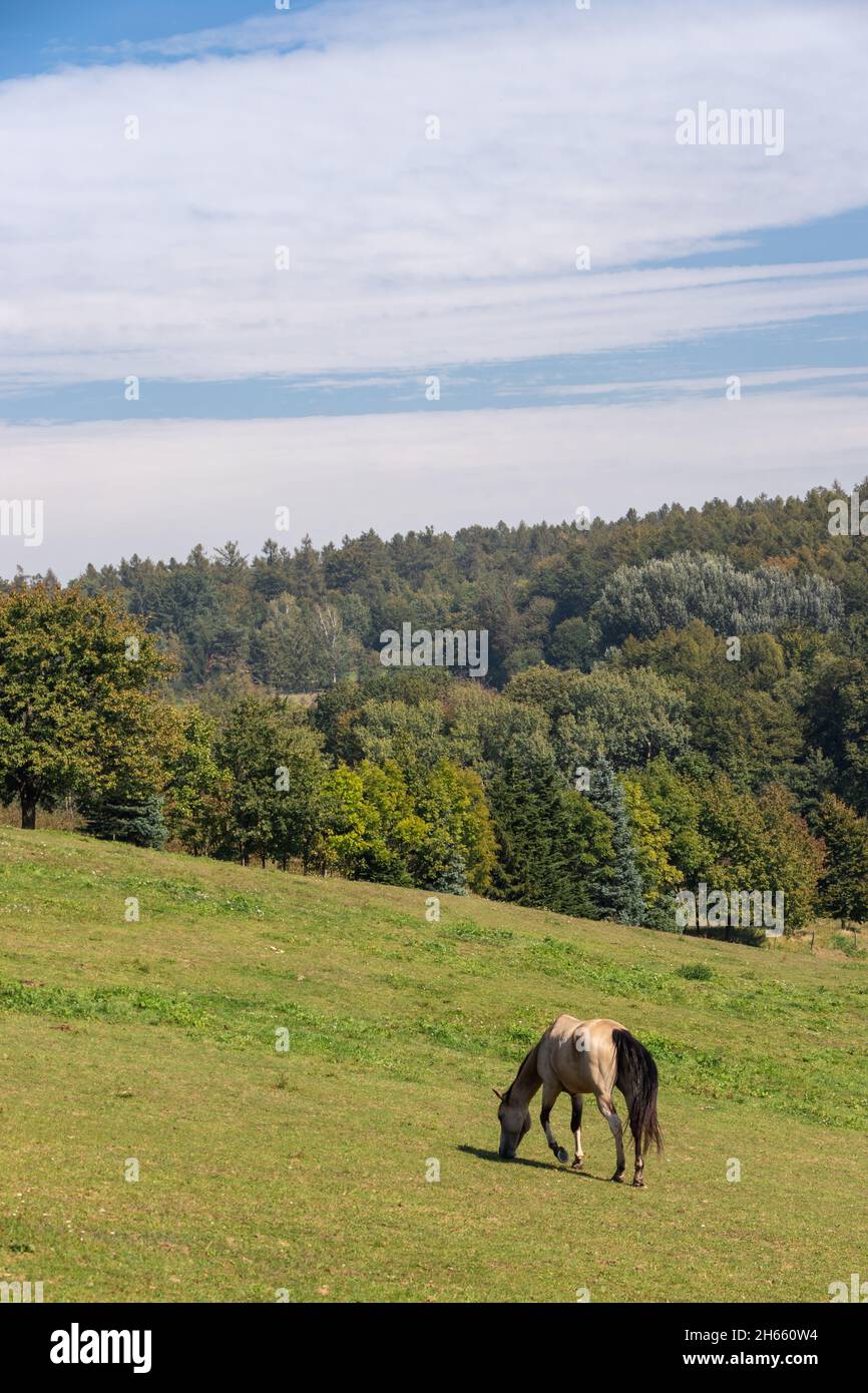 Cavallo pascolo su pascolo in scena rurale in montagna. Scena tranquilla della natura con cavallo purosangue sul prato Foto Stock