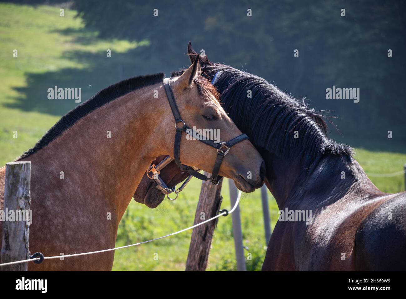 Due cavalli innamorati sul pascolo. Comunicazione tra cavalli purosangue. Ritratto della vista laterale della testa dell'animale. Amicizia tra animali domestici Foto Stock