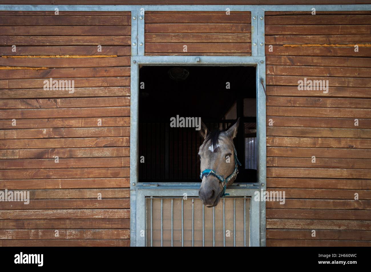 Cavallo guardando da stalla. Cavallo di purosangue al ranch. Tema animale domestico Foto Stock