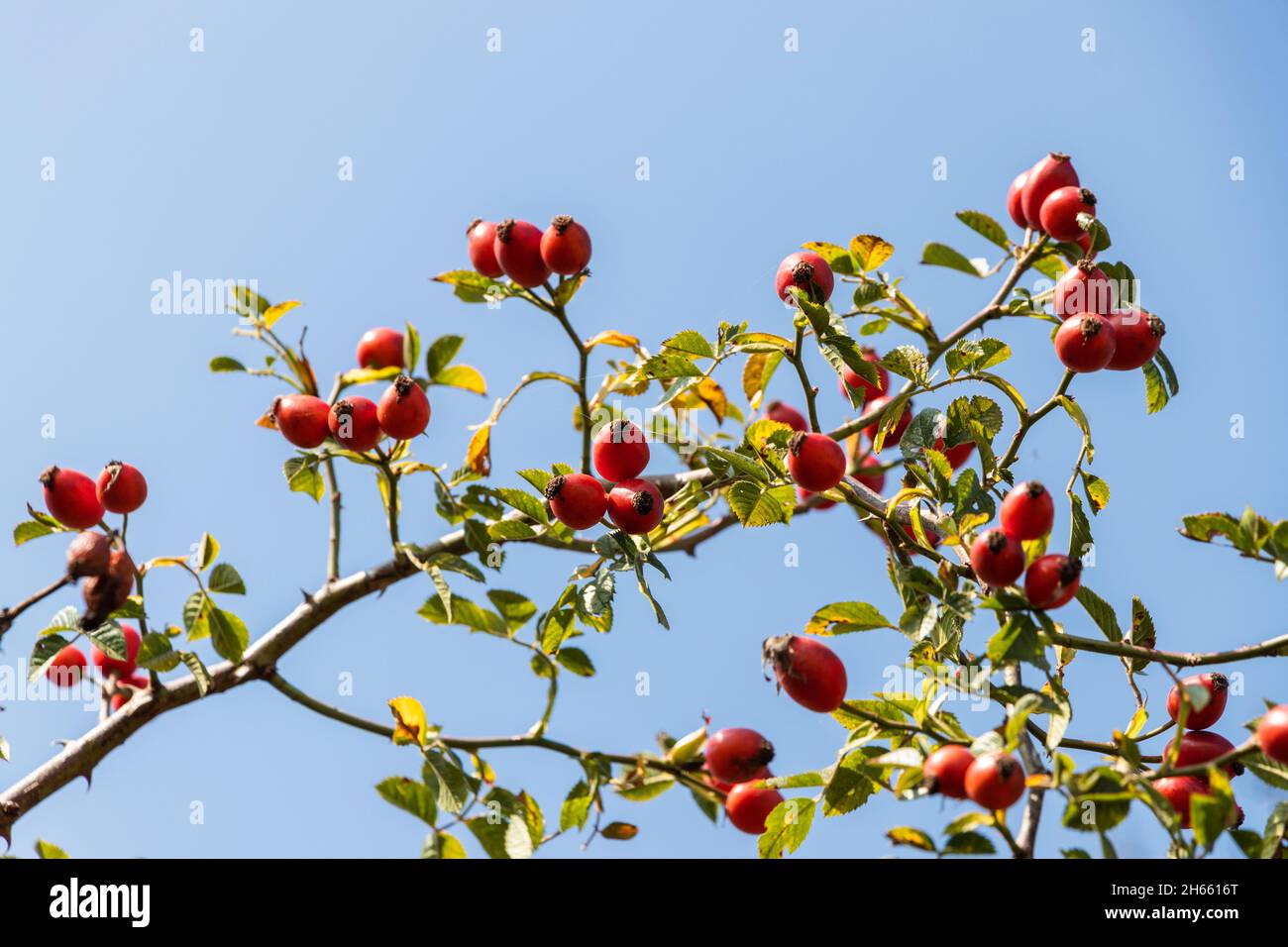 Ramo di rosa maturo anca, rametto di cane rosa con bacche rosse. Frutti di bacche naturali per medicina alternativa, fuoco selettivo Foto Stock