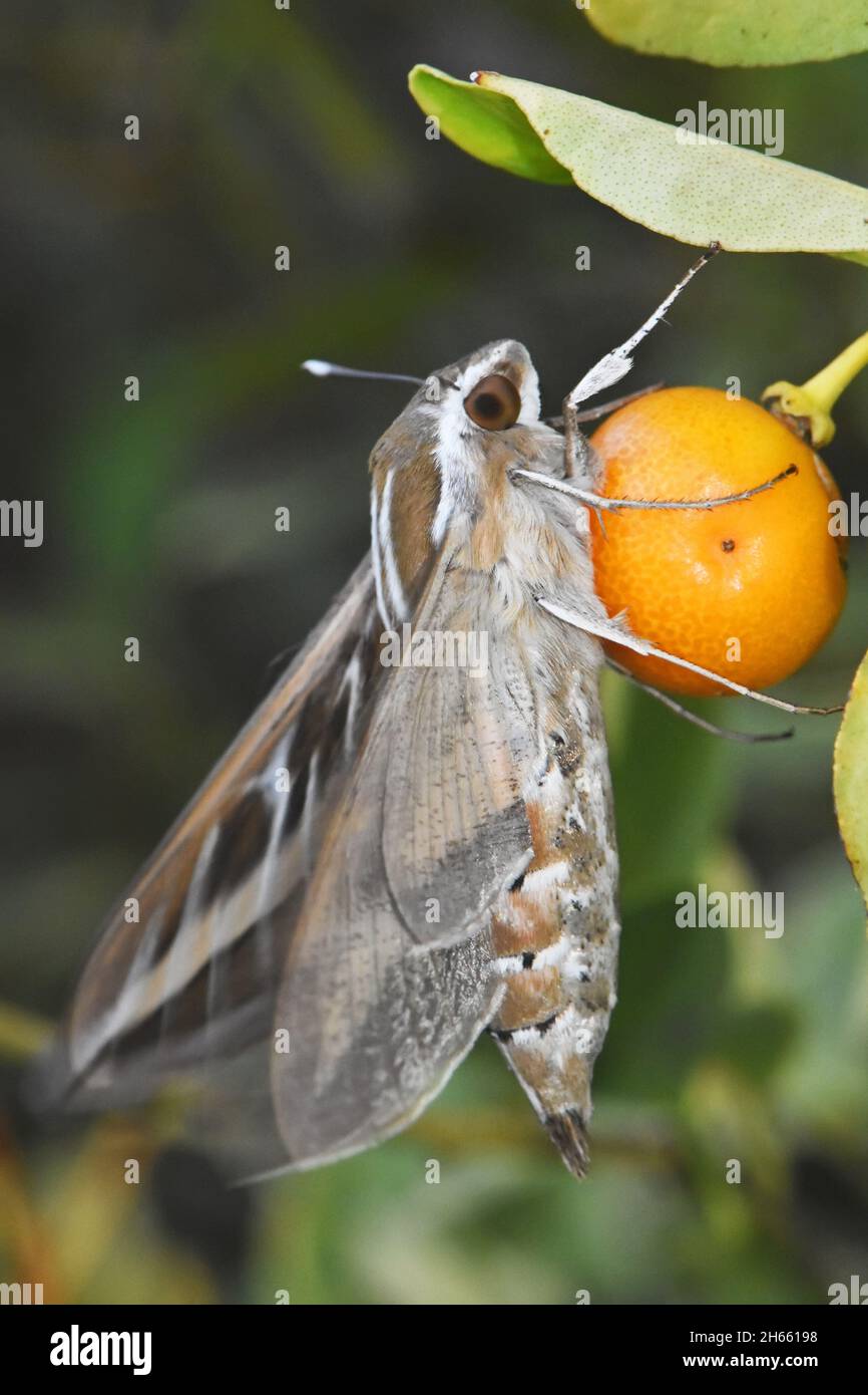 Sphinx a righe, Hyles livornica, falce Foto Stock