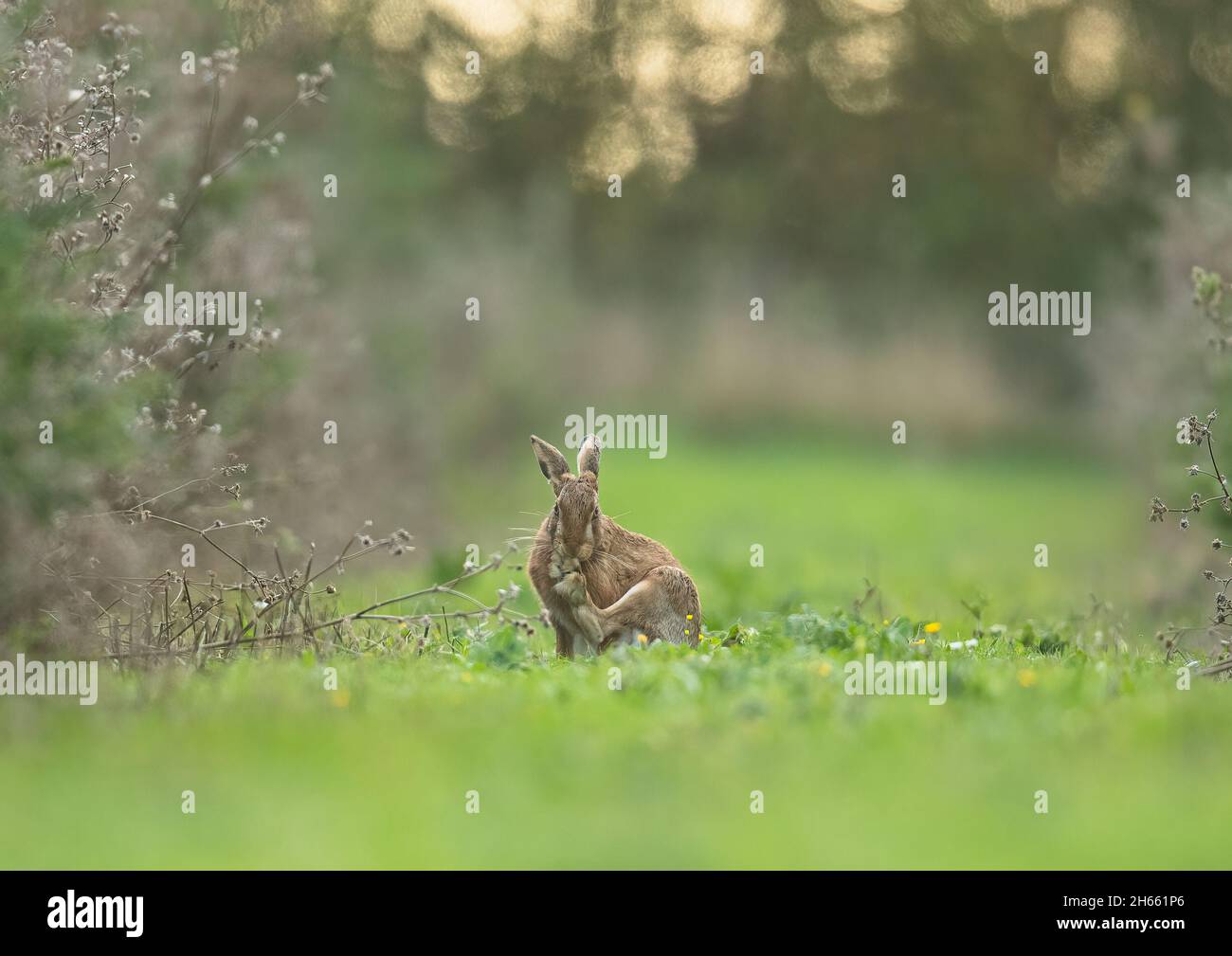 Una grande Lepre marrone furry seduta tra i carretti mordicchiando le sue unghie. Suffolk, Regno Unito Foto Stock
