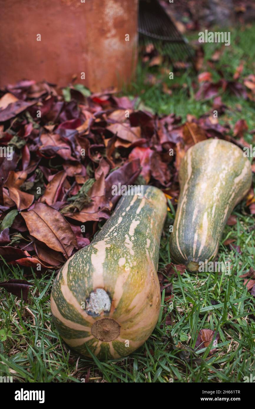 Sfondo di foglie di caduta e zucca zapallo zucca gourds Foto Stock