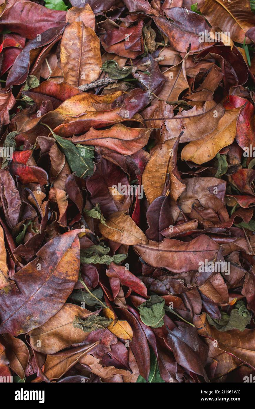Sfondo di brutto vecchio invecchiamento caduto foglie dall'alto Foto Stock