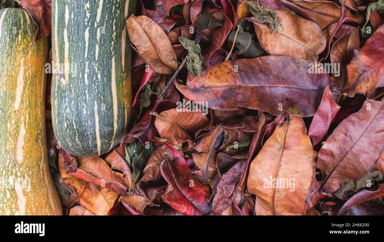 Sfondo di foglie di caduta e zucca zapallo zucca gourds Foto Stock