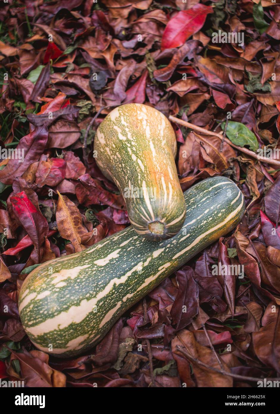 Sfondo di foglie di caduta e zucca zapallo zucca gourds Foto Stock