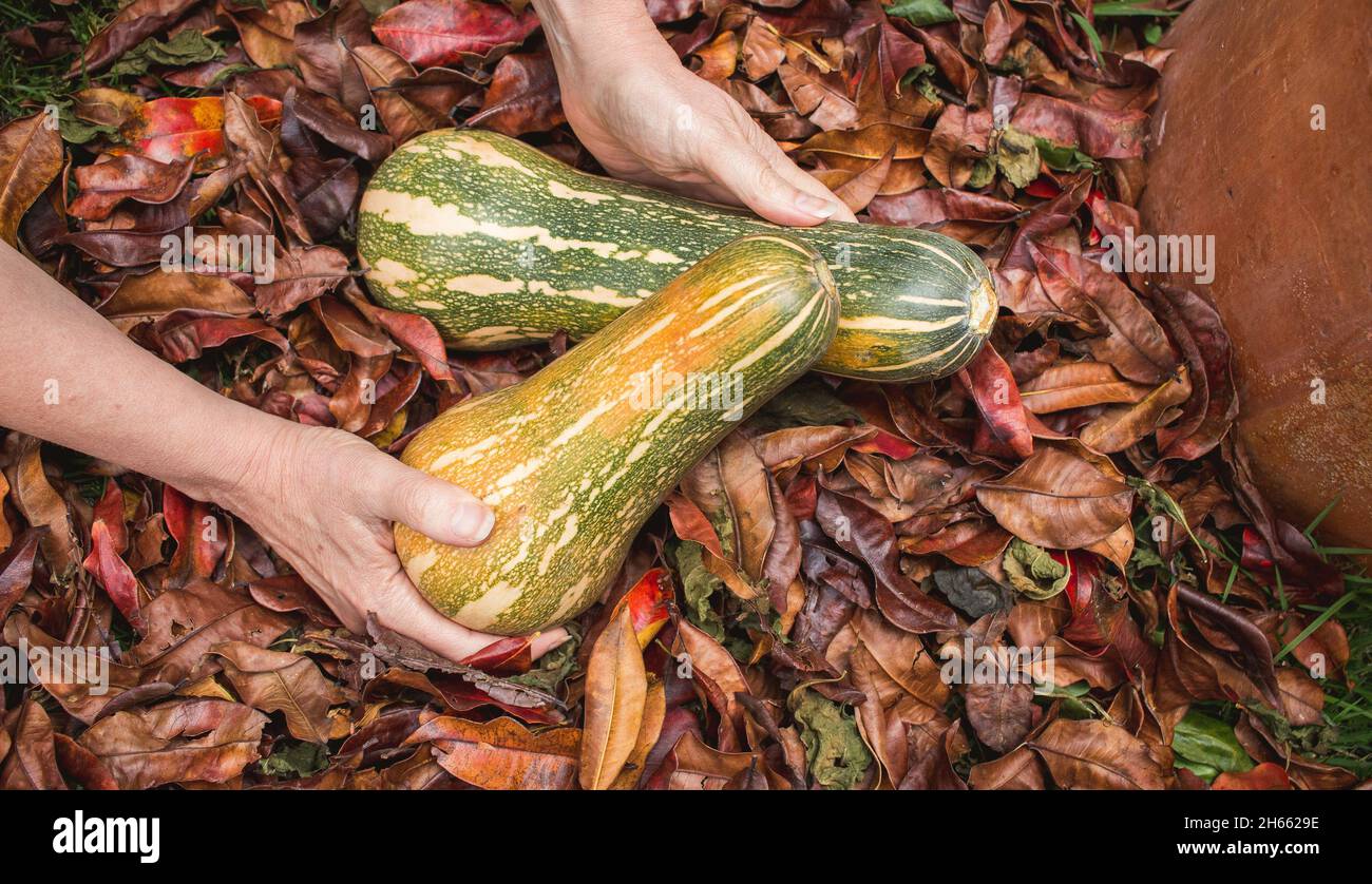 Sfondo di mani che tengono zapallo o zucca gourd sulle foglie autunnali Foto Stock