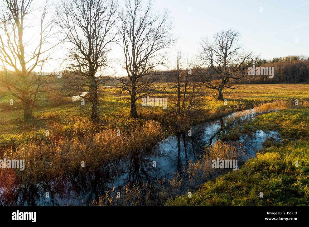 Grandi alberi di quercia accanto a un piccolo fiume curvo in una serata tardo autunno sul prato boscoso di Mulgi nel Parco Nazionale Soomaa. Foto Stock