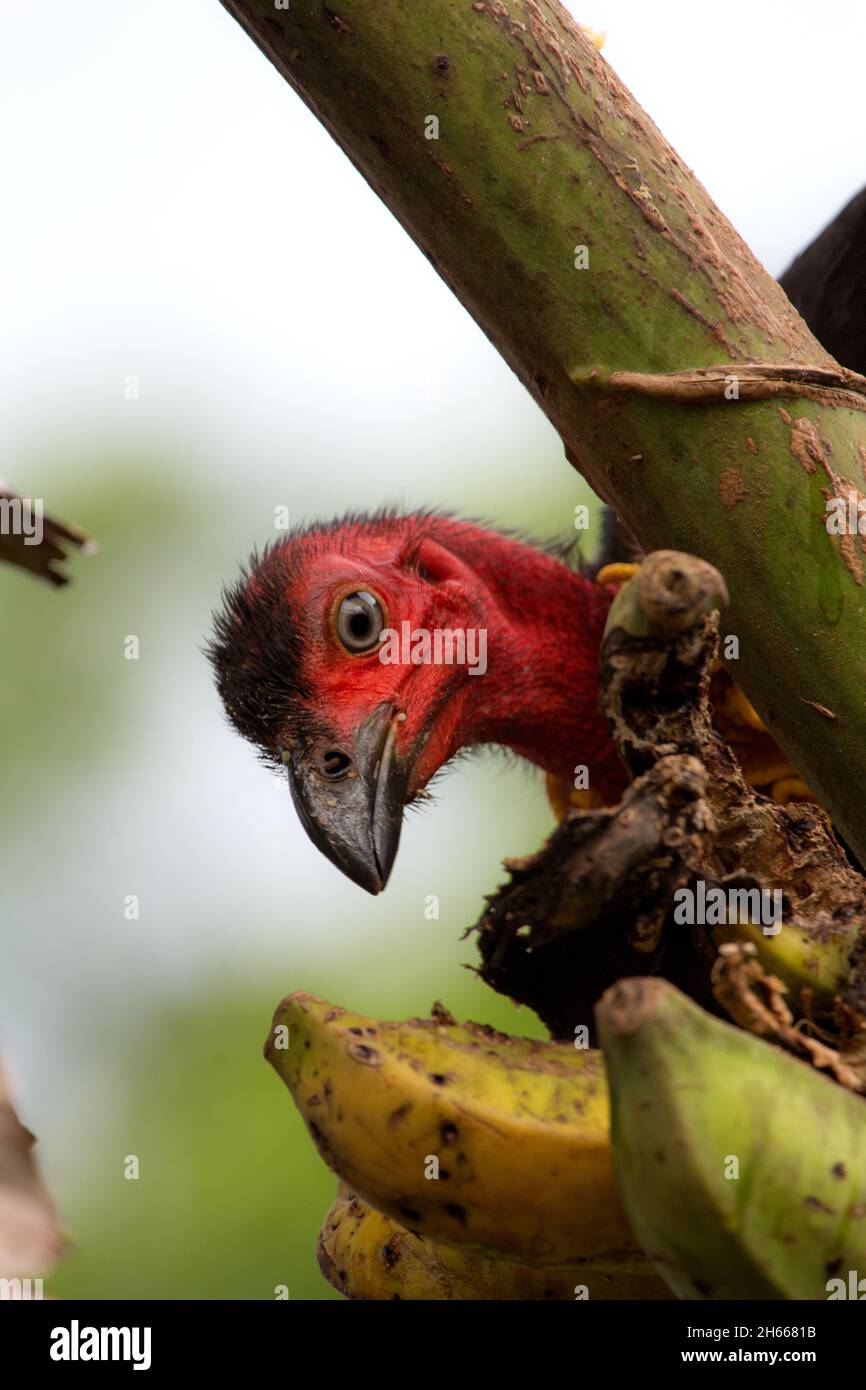 Macchia australiana tacchino mangiare banane in un giardino del Queensland del Nord Foto Stock