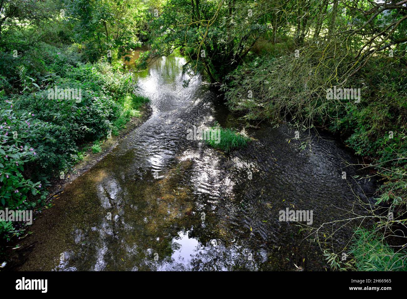 Lussureggiante vegetazione verde lungo il fiume Alne nel Warwickshire, Regno Unito Foto Stock