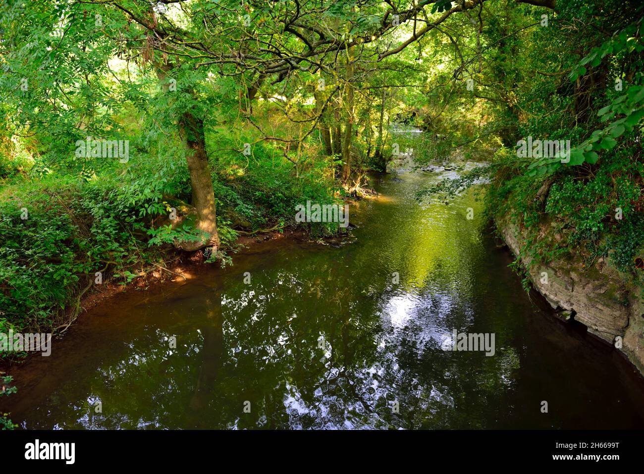 Lussureggiante vegetazione verde lungo il fiume Alne nel Warwickshire, Regno Unito Foto Stock