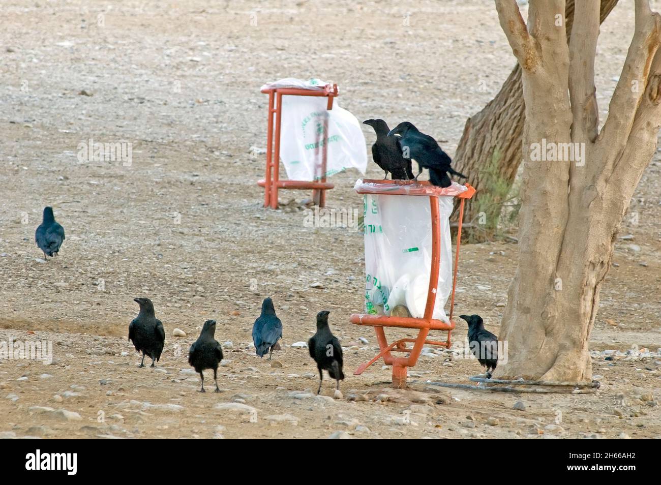 Corvi che si nutrono di immondizia umana. Foto Stock