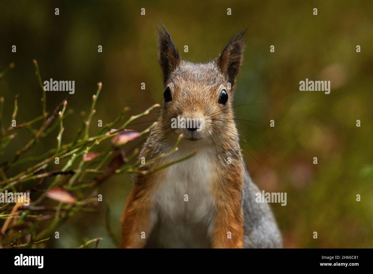 Primo piano ritratto di un curioso scoiattolo rosso, Sciurus vulgaris nella foresta boreale estone. Foto Stock