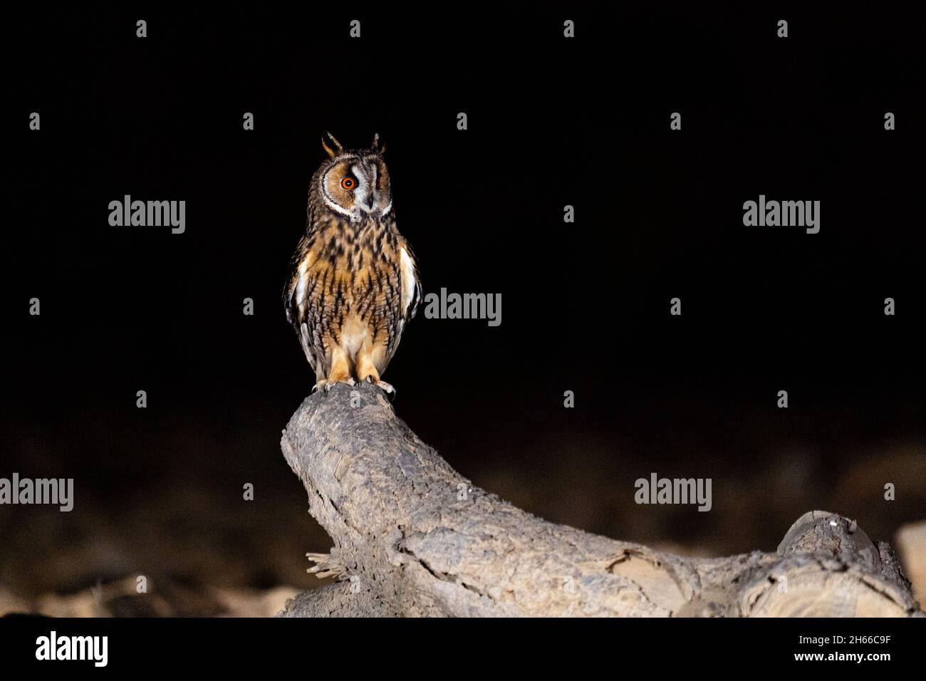 Lungo - gufo di prora (Asio otus) che perching e guardando la notte Foto Stock