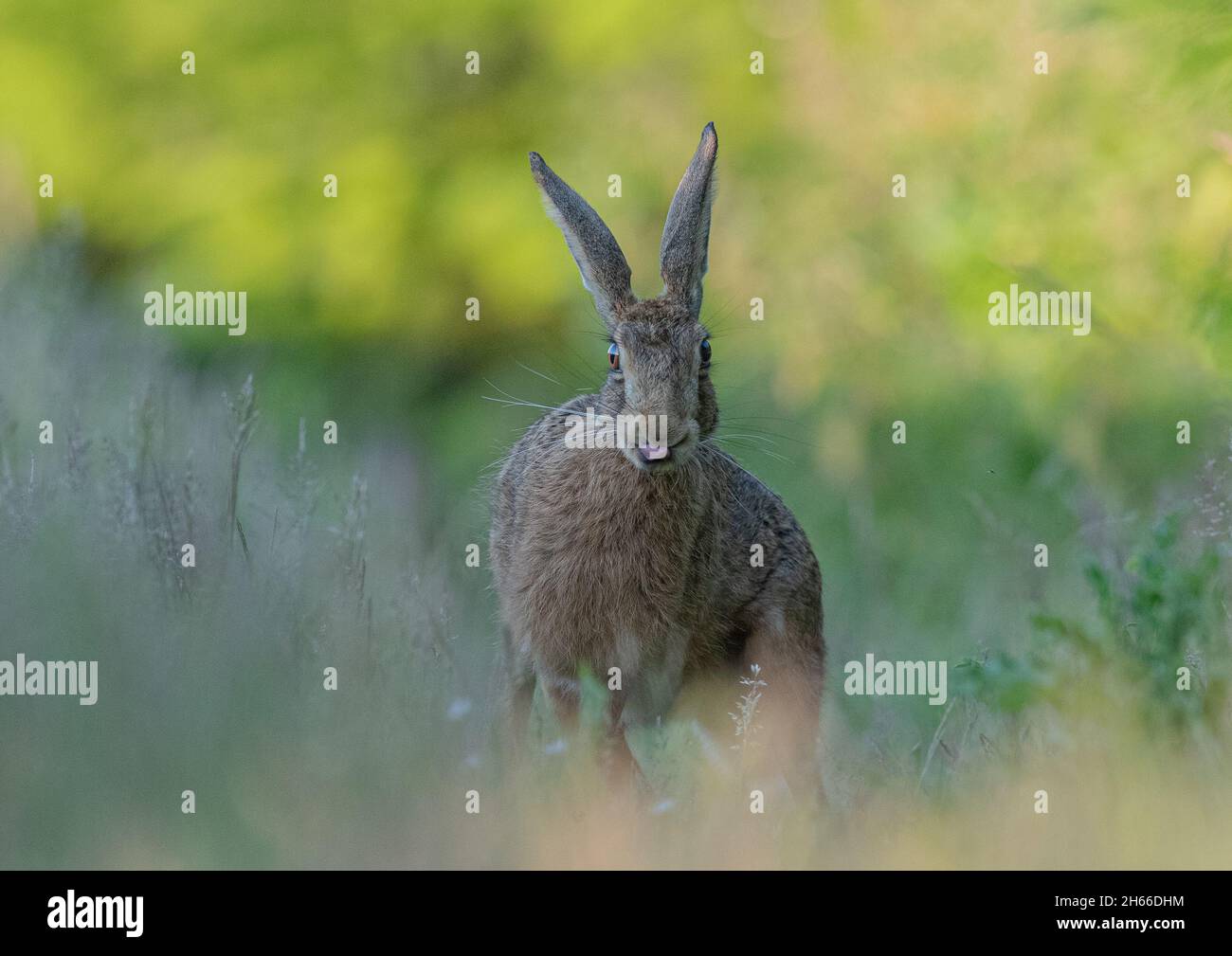 Testa su colpo di un fumetto Brown Hare attaccando la sua lingua fuori alla fotocamera . Suffolk, Regno Unito Foto Stock