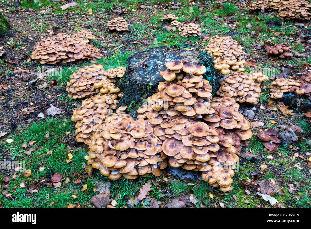 Fungo del miele, Armillaria, che cresce intorno a vecchi ceppi di albero lasciato nel terreno. Foto Stock