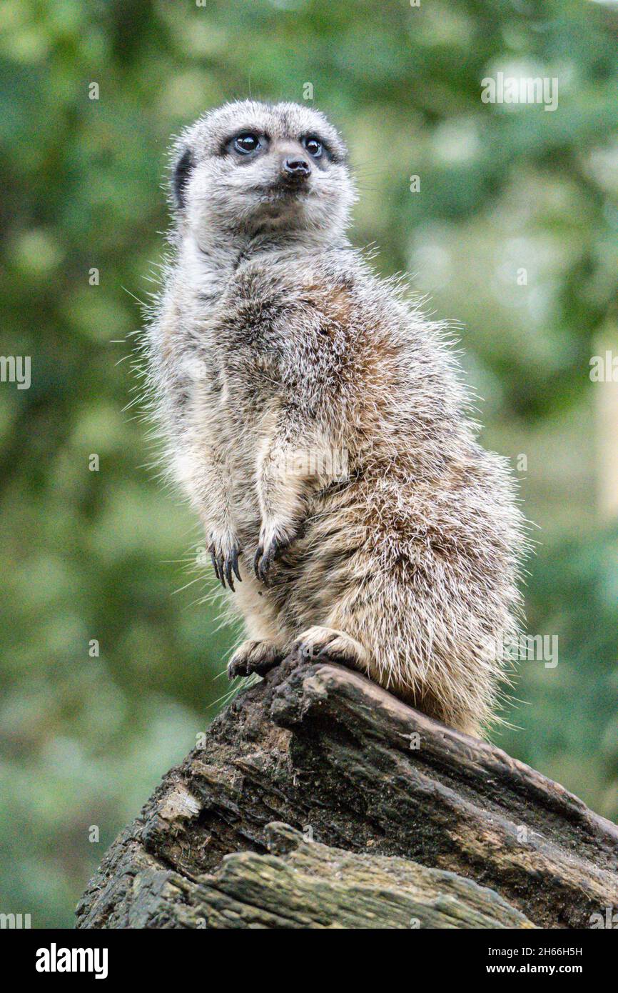 Avvisa il meerkat in piedi su tronchi di legno in habitat naturale Foto Stock