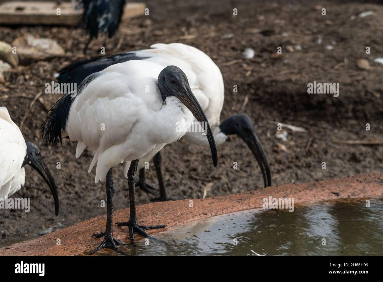 Uccelli sacri dell'ibis che si nutrono in riva all'acqua in un habitat naturale Foto Stock