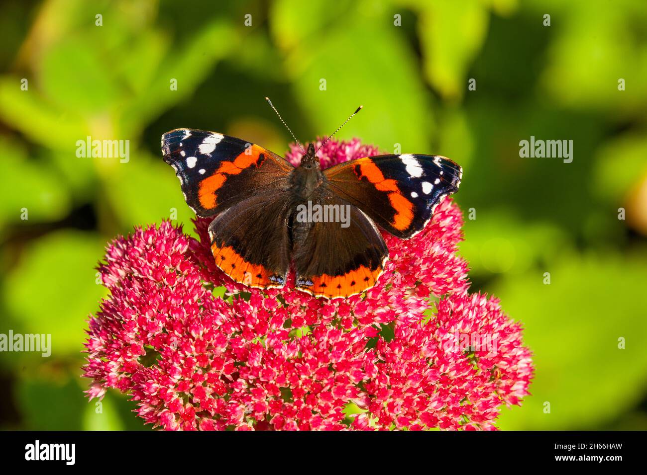 Farfalla Ammiraglio rossa Vanessa atalanta su Sedum Spectabile fiore testa in un cottage giardino inglese in autunno, Inghilterra Foto Stock