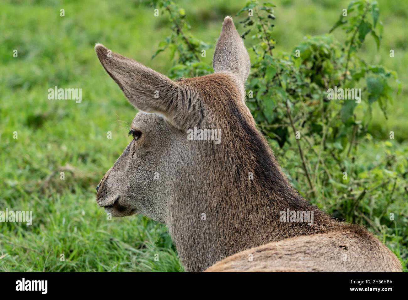 I cervi rossi si trovano di profilo tra la vegetazione verde della campagna del Devon Foto Stock