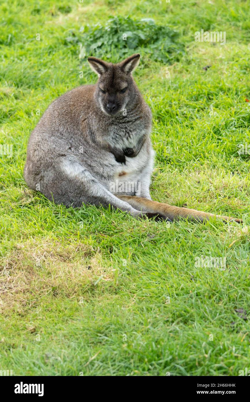 Wallaby dal collo rosso che riposa sull'erba nel parco naturale del Devon Foto Stock