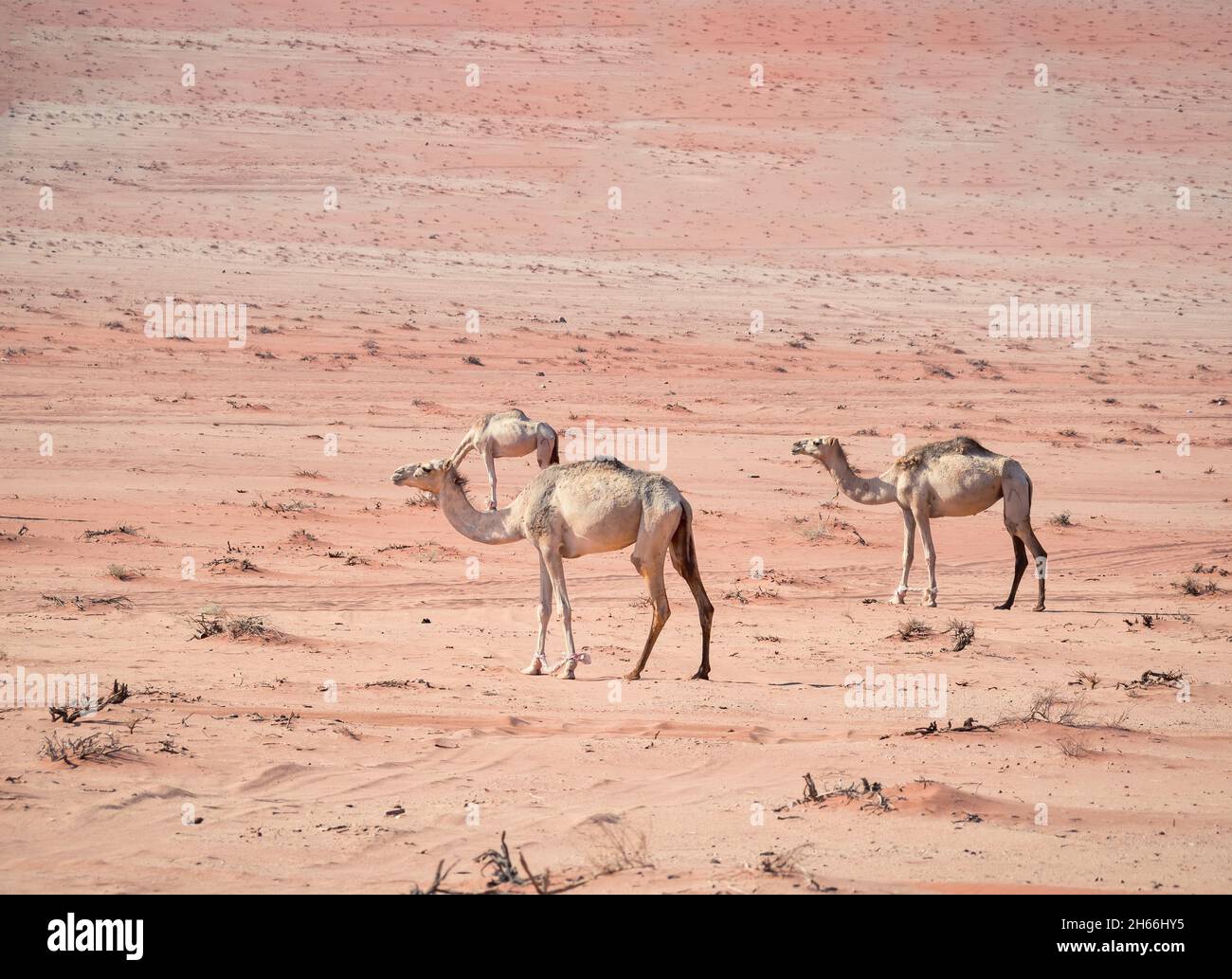 Cammelli al pascolo nel deserto di Wadi Rum, Giordania. Foto Stock