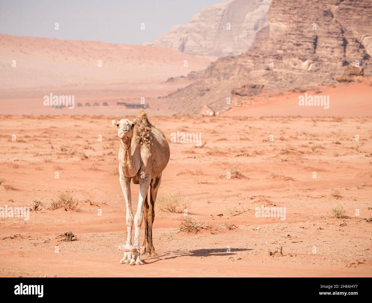 Un cammello che guarda la macchina fotografica nel deserto rosso roccioso di Wadi Rum, Giordania. Foto Stock