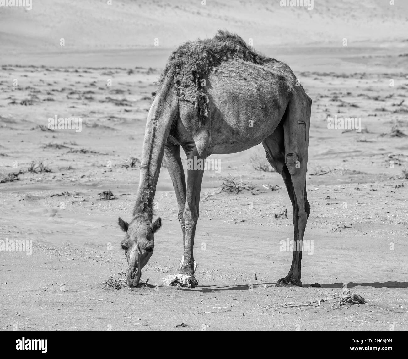 Un cammello pascolo nel deserto di Wadi Rum, Giordania. Foto Stock