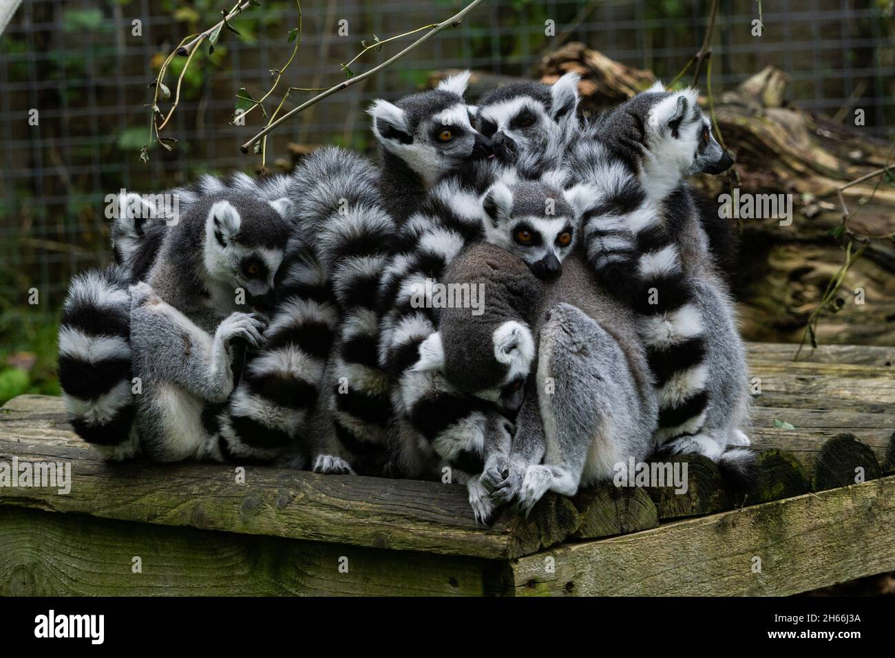 Gruppo di lemuri dalla coda ad anello accoccolati su tronchi di legno in cattività Foto Stock