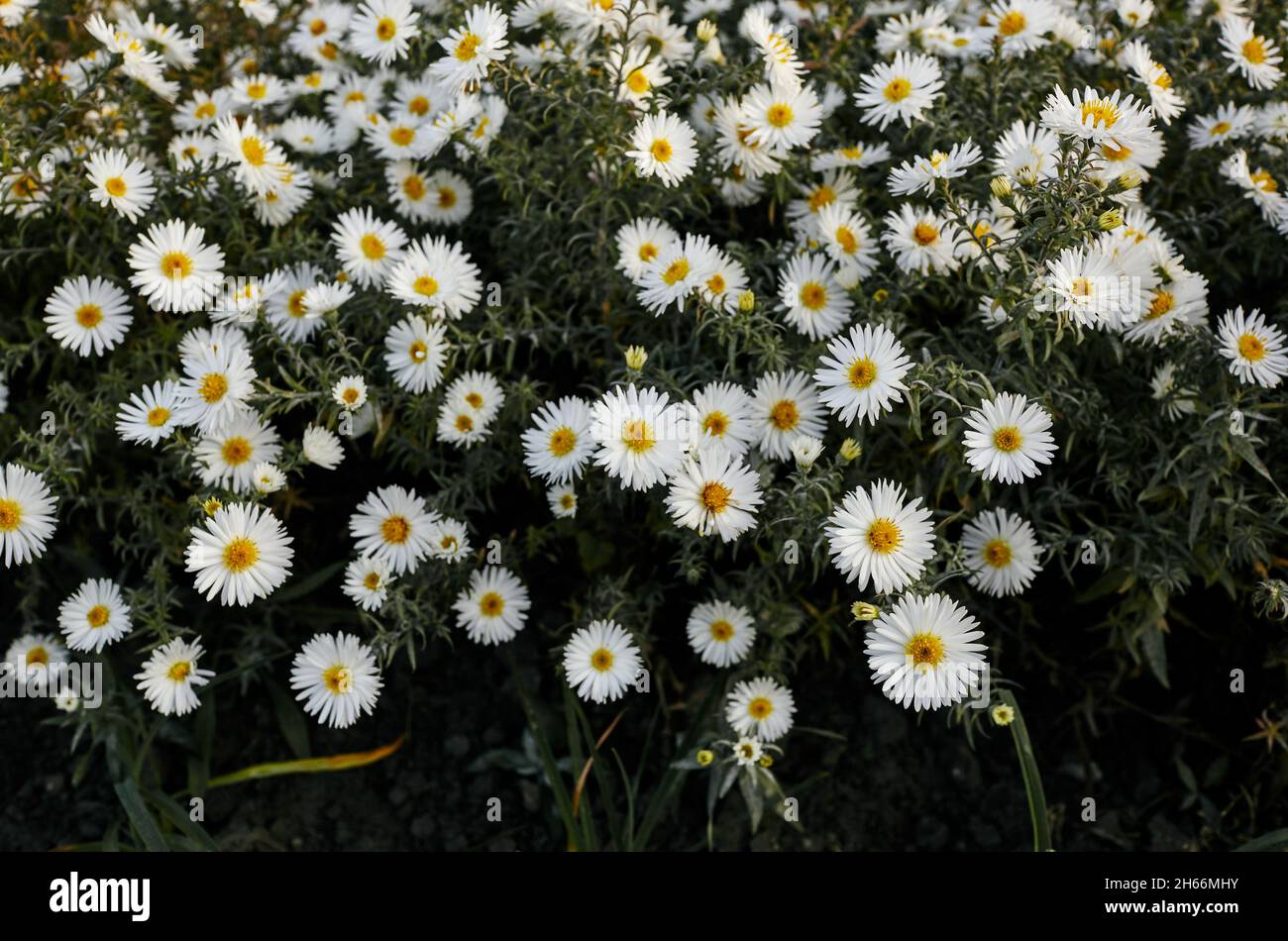 Gruppo di fiori bianchi d'astro nel parco cittadino. Bellezza autunnale nel giardino. Cognome Asteraceae, nome scientifico Aster. Messa a fuoco selettiva, retro sfocato Foto Stock