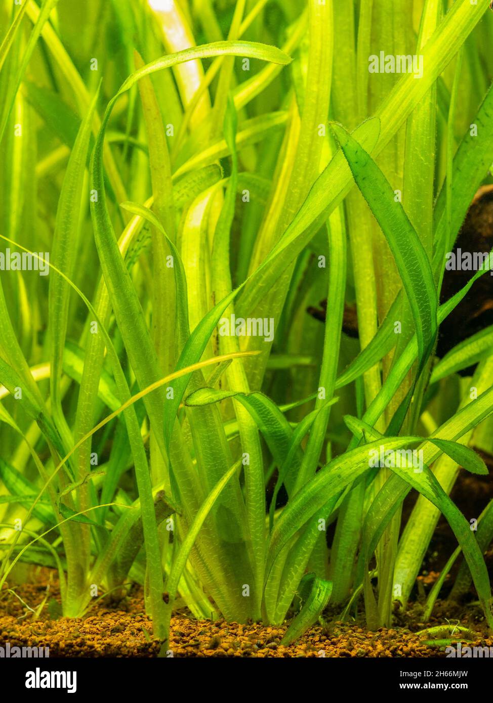 Vallisneria gigantea piante acquatiche d'acqua dolce in un serbatoio di pesce con sfondo sfocato Foto Stock