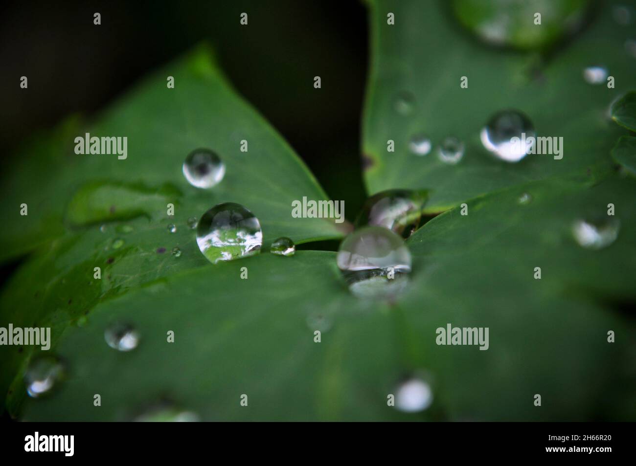 Goccioline d'acqua su una foglia di Aquilegia Foto Stock