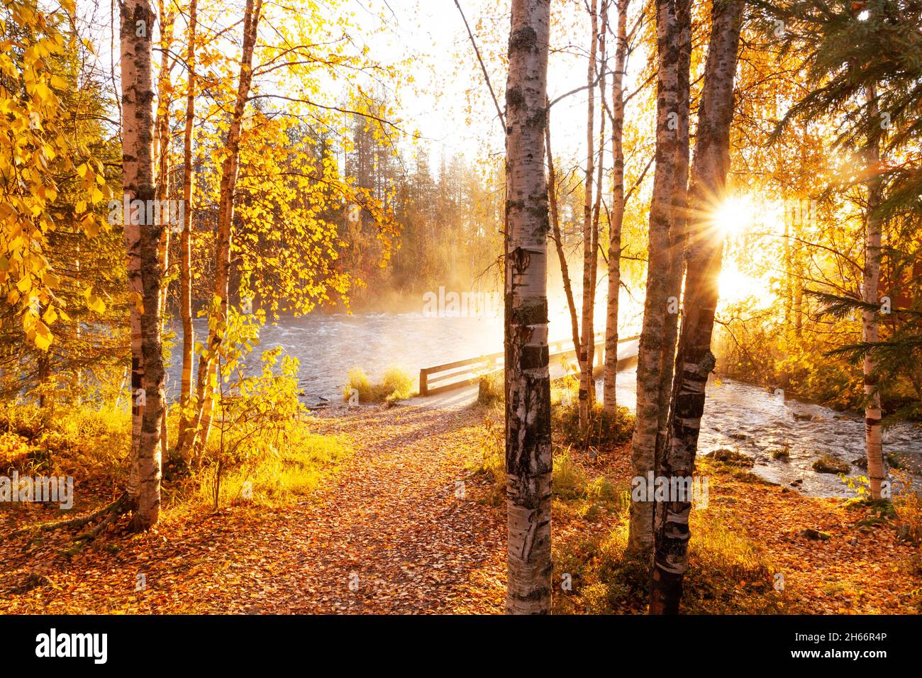 I raggi del sole del mattino brillano attraverso la betulla d'Argento, Betula pendula parte accanto alle rapide del fiume a Käylä, vicino Kuusamo. Foto Stock