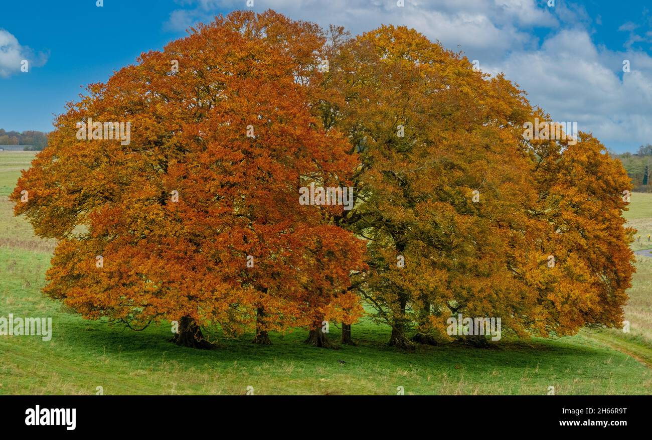 Belle tonalità autunnali dorate, rosate, gialle e rame sui faggi inglesi (Fagus sylvatica) Foto Stock