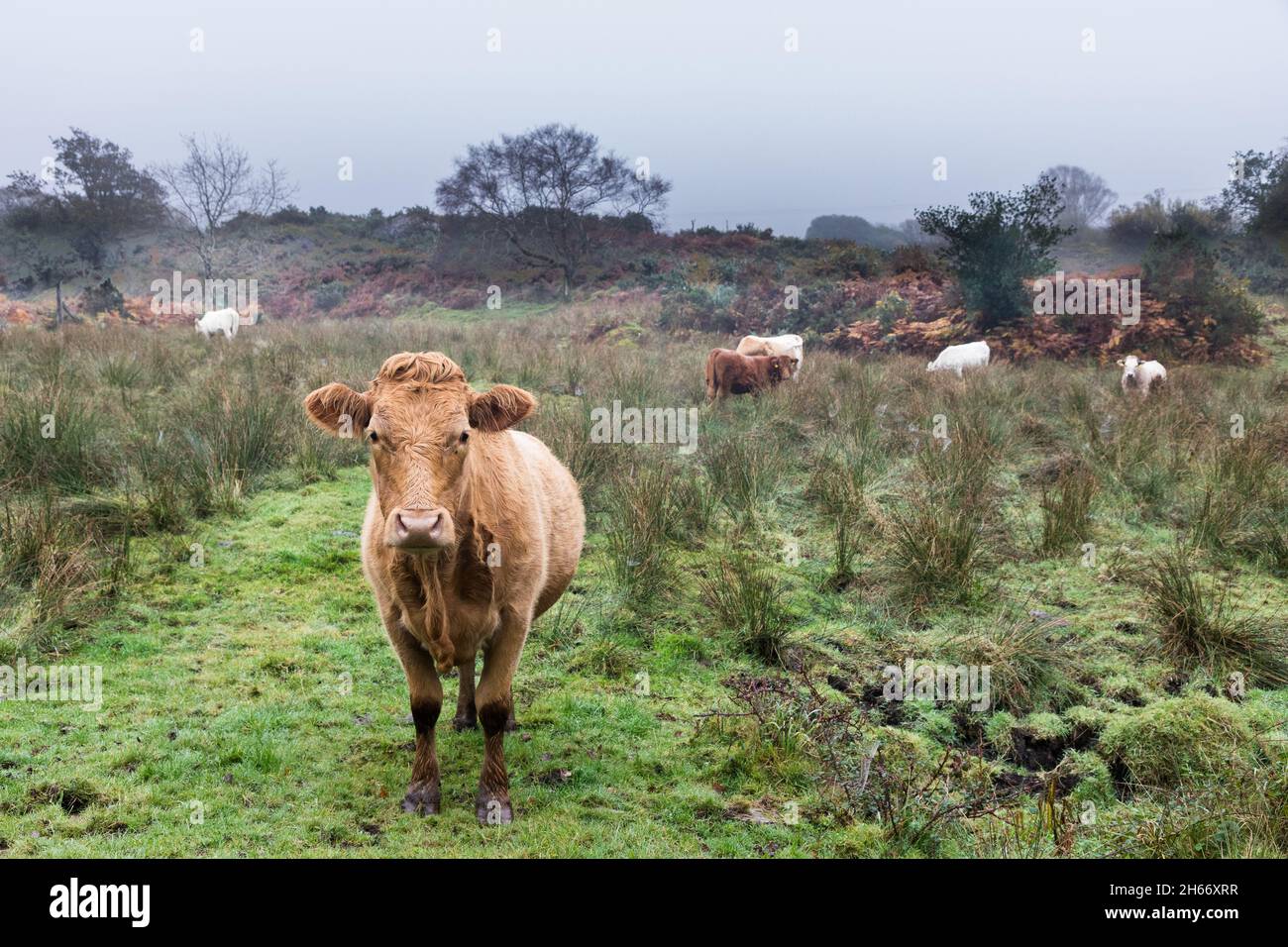 Kenmare, Kerry, Irlanda. 13 novembre 2021. Le mucche vagano attraverso i campi in una giornata di nebbia fuori Tuosist vicino Kenmare, Co. Kerry, Irlanda. - Foto; David Creedon / Alamy Live News Foto Stock