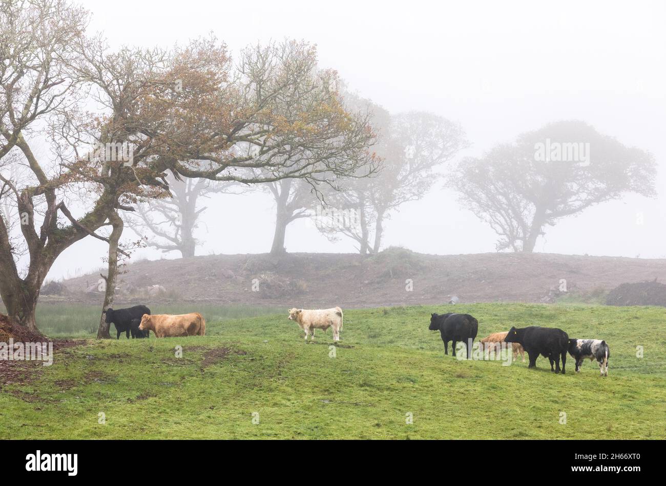 Lauragh, Kerry, Irlanda. 13 novembre 2021. Capo di bestiame per rifugio come una nebbia scende vicino Lauragh, Co. Kerry, Irlanda. - Foto; David Creedon / Alamy Live News Foto Stock