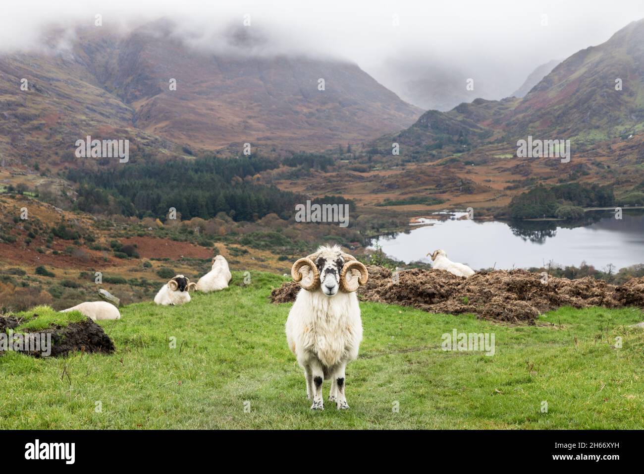 Healy Pass, Kerry, Irlanda. 13 novembre 2021. Una pecora scozzese che vagava sulle montagne sul Passo Healy, Co. Kerry, Irlanda. - immagine; David Creedon Foto Stock