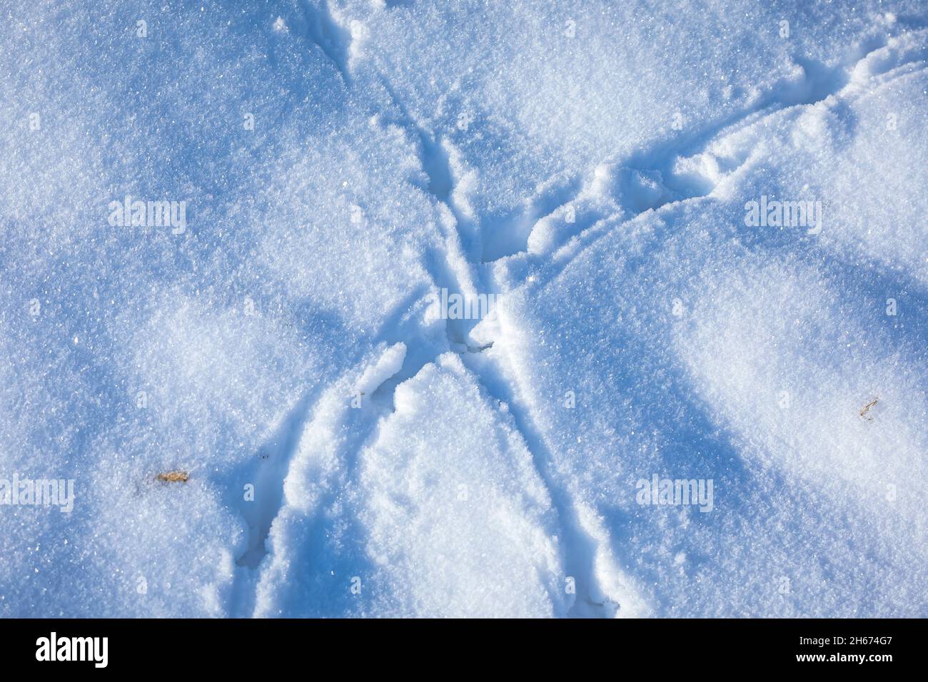 Impronte di animali nella neve, freddo concetto di caccia invernale. Foto Stock